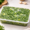 Grünkohl gefroren (Caldo Verde) – 250g